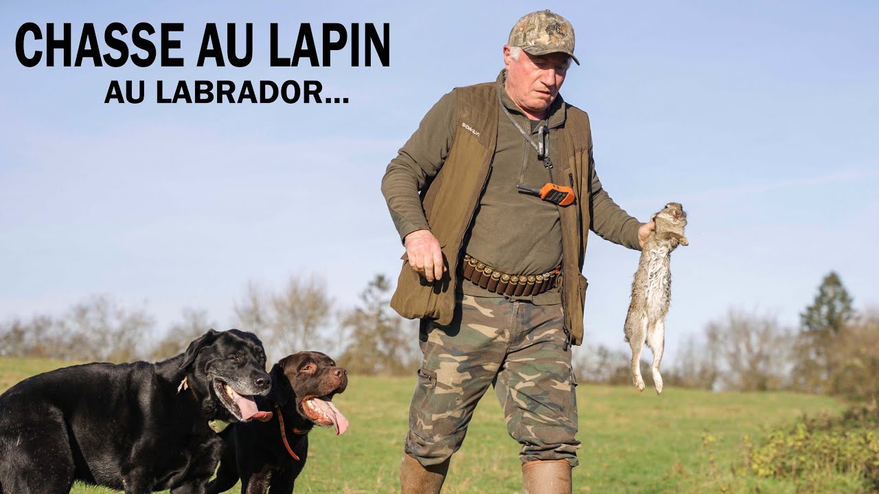 CHASSER LE LAPIN… au Labrador ! De la haie à l’assiette