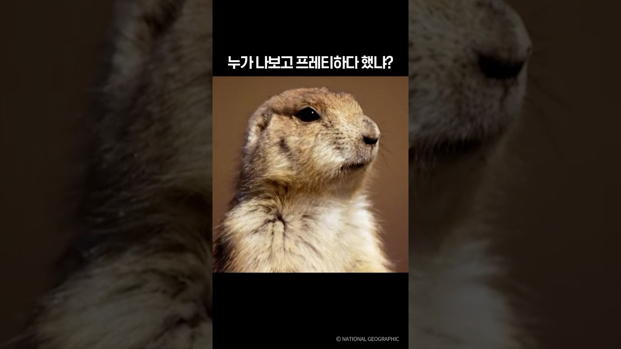 누가 나보고 프레티하다 했냐?