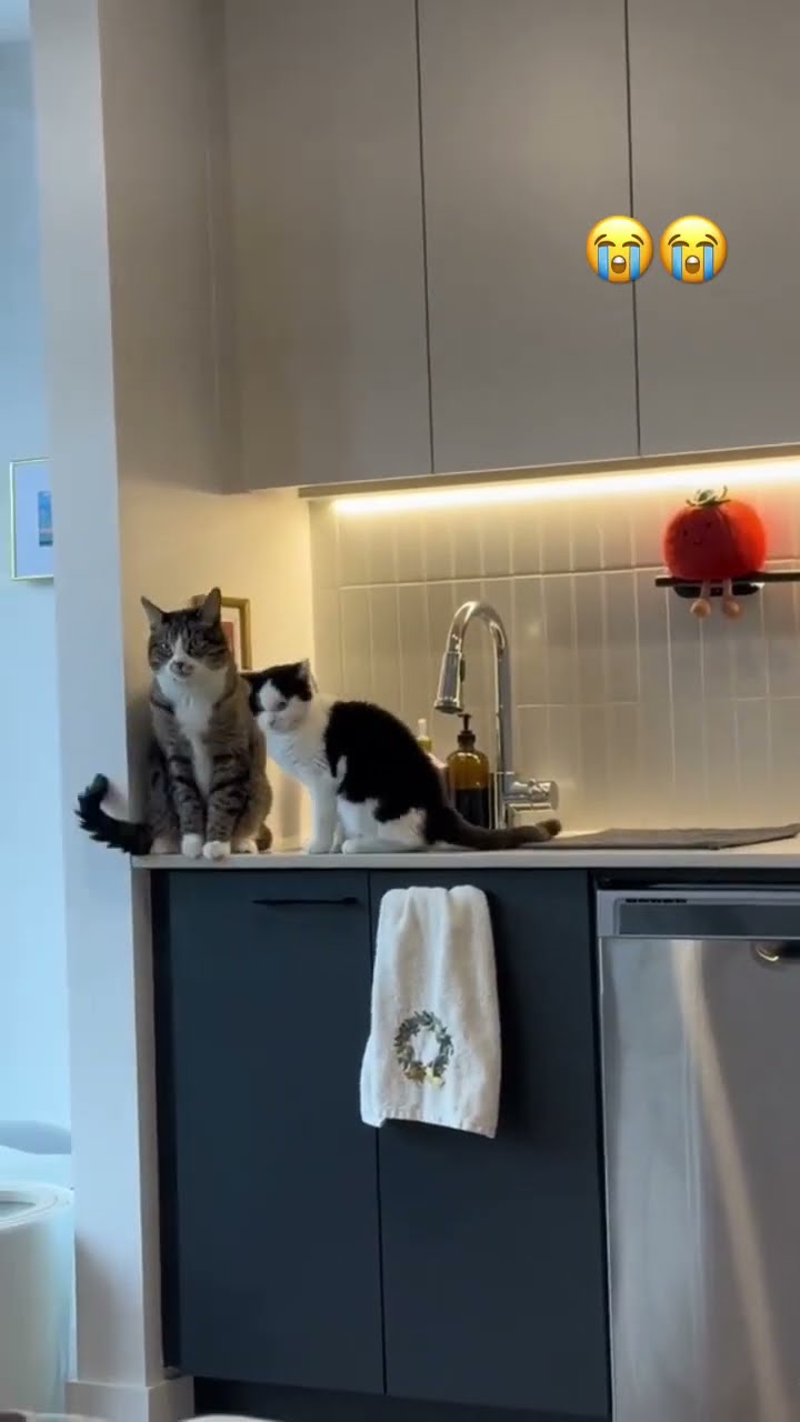 Kittyo like ima get scoooch over here