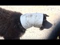 Dog's Head Gets Stuck In A Pipe For Months | Animal in Crisis EP14