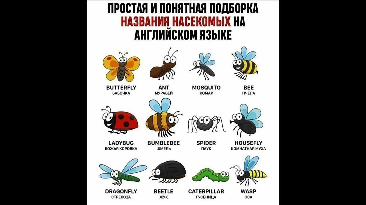 Жук на английском языке. Насекомые на английском языке. Насекомые названия. Список насекомых на английском. Насекомые на английском языке для детей.