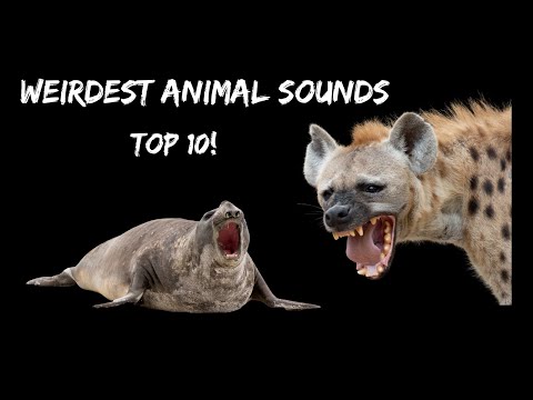 10 Weirdest Animal Sounds 😂 - Top 10 | 4K animal sounds and scenes