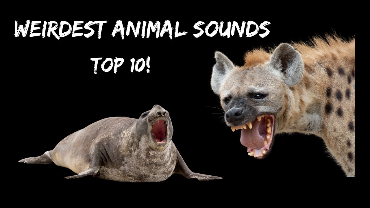 10 Weirdest Animal Sounds 😂 Top 10 4K animal sounds and scenes
