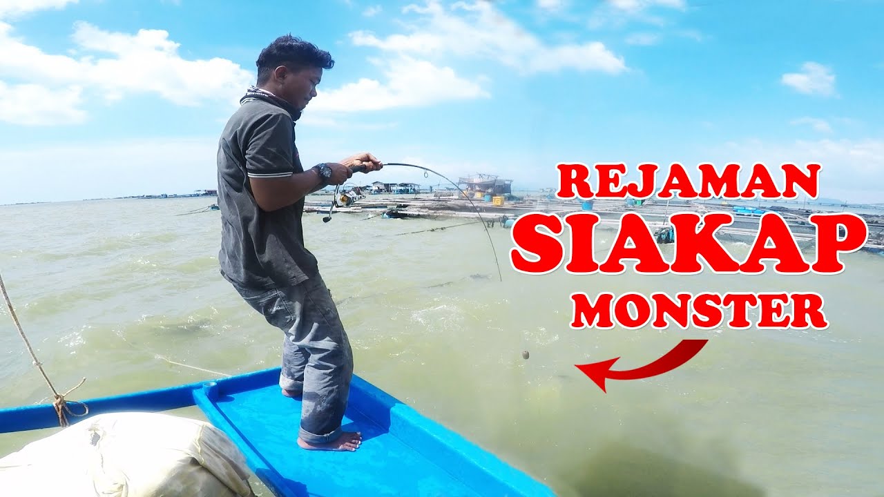 Siakap Monster Sangkar SUngai Udang