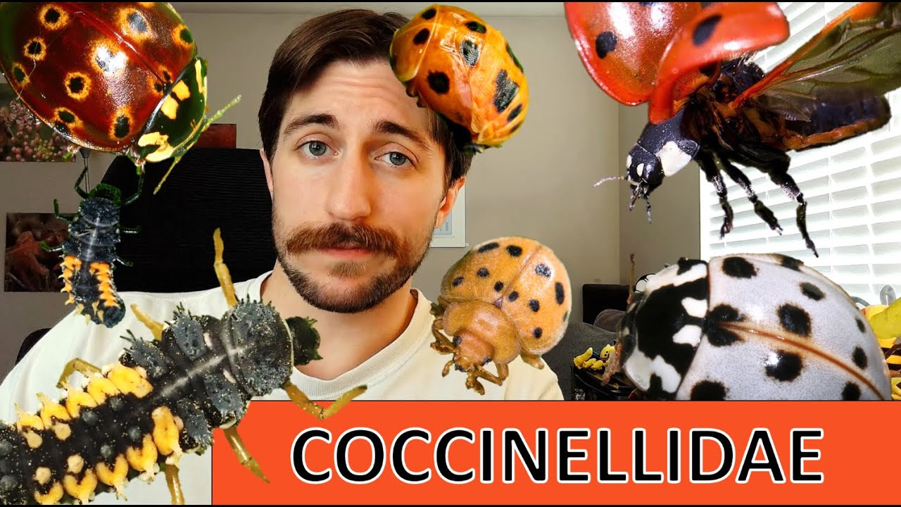 Coccinellidae: Lady Beetles - Family Spotlight