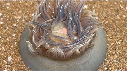 Săn Hải Sản Bên Bờ Biển Khi Thủy Triều Xuống – Cái Kết Bất Ngờ!