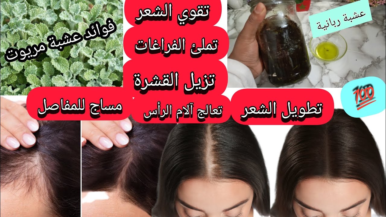 عشبة مريوت معجزة لجميع مشاكل الشعر/صلع/الحكة/القشرة/تنبث/تقوي/تطول/آلام الرأس/المفاصيل..