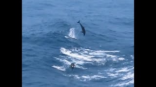 Amazing dolphins are playing, performing back flips in bow waves of a cruise ship by Mila  120 views 11 days ago 2 minutes, 59 seconds