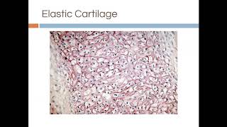 Chapter 4 Notes Part 9 - Cartilage, Bone, and Blood. Oh my!