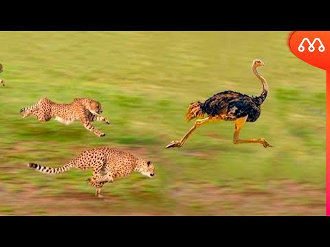 Vídeo: Qual é a velocidade de corrida de um avestruz em caso de perigo? Quão rápido um avestruz corre?
