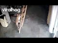 Dog Climbs Ladder to Stay Close to Owner || ViralHog