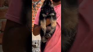 Show Quality Fully Long Coat German Shepherd Puppy for Sale | Delivery Available All over India |