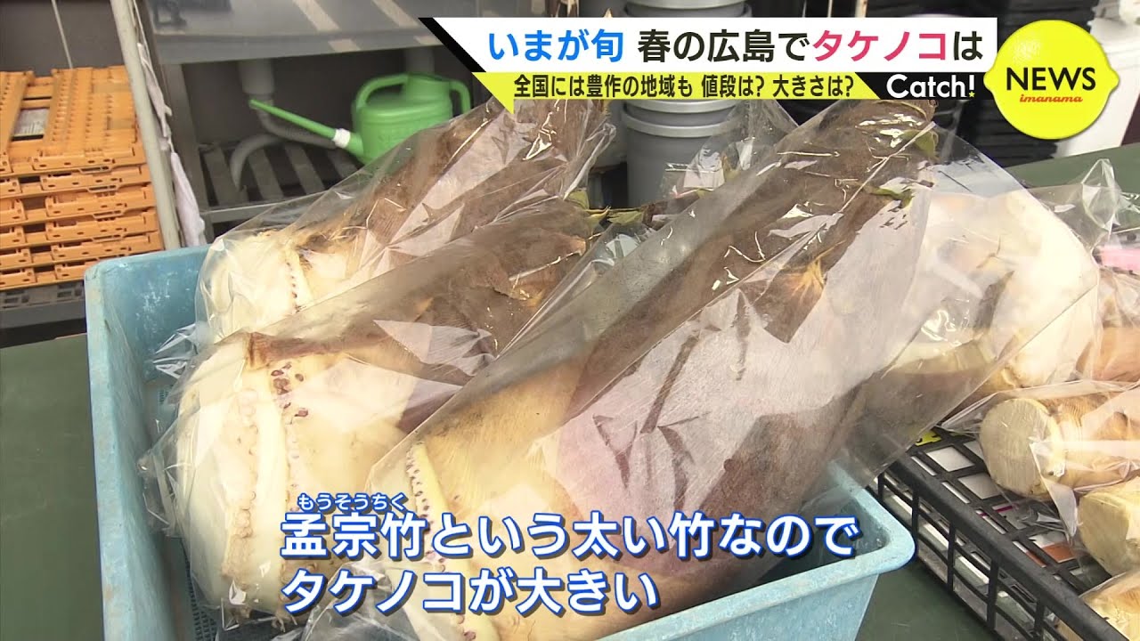 Yumiyumi　たけのこ破竹　広島県産 全国で“豊作”話題のタケノコ 広島ではどうなの？「雨の翌日に掘った