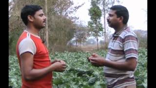 Brinjal success story Oriya Varrat Odisha