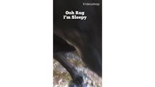 Labrador (Official Music Video) Tessa The Beagador
