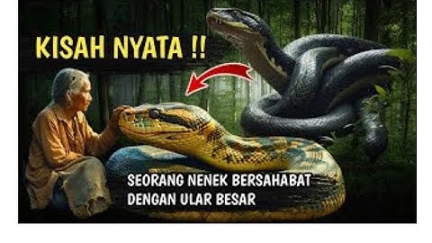 Viral!  Nenek malang ini hidup bersama ular piton raksasa!