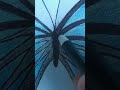 Butter fly 🙏 PLEASE SUPPORT ME Sir/Mam 🙏#short #short_video #shorts #butterfly #arts