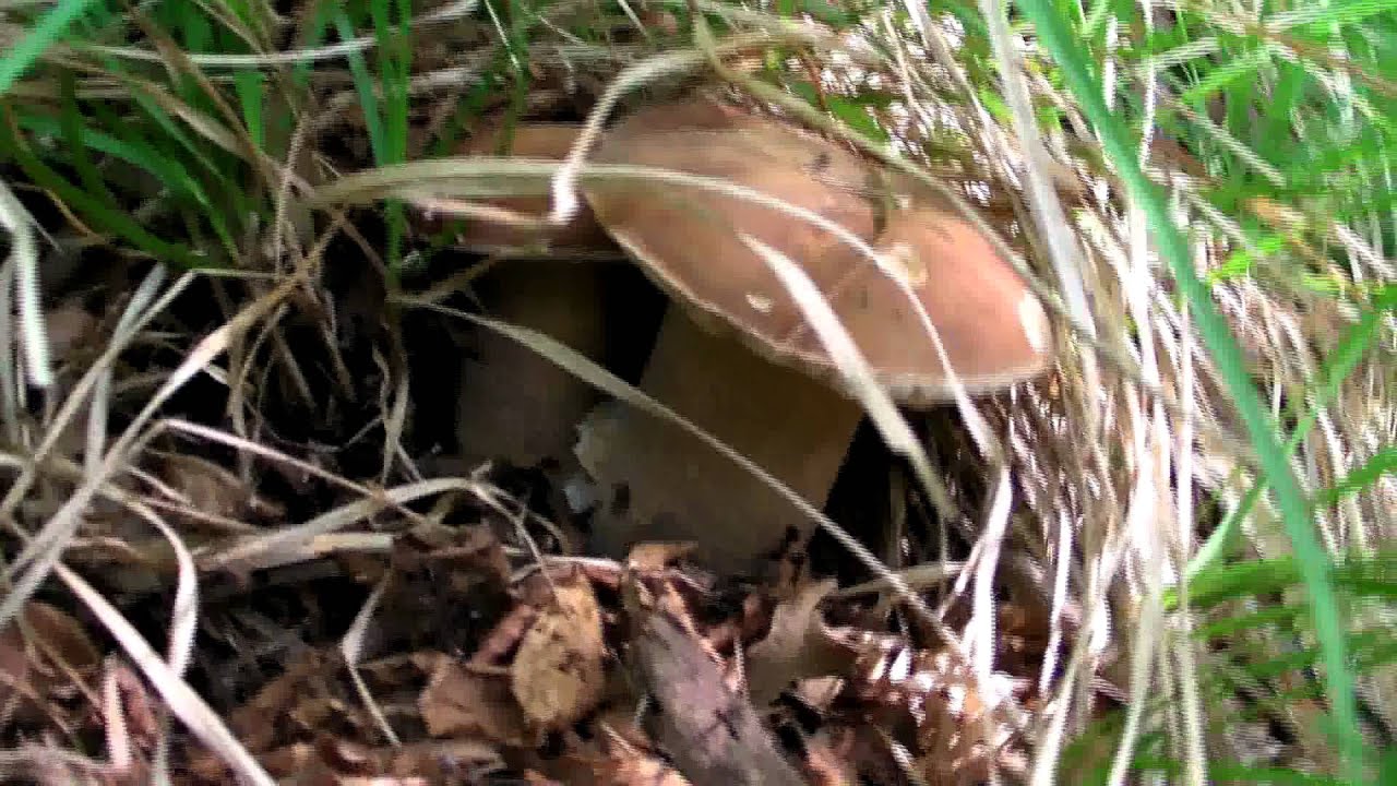 raccolta funghi porcini "La Fungaia infinita9" YouTube