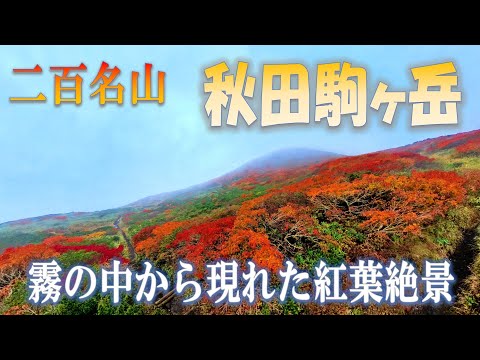 秋田駒ヶ岳(焼森・横岳) 霧の中から現れた紅葉絶景(2024.10.6) #秋田駒ヶ岳 #紅葉登山 #二百名山