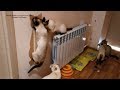 У пяти тайских котиков новая когтеточка! Тайские кошки - это чудо! Funny Cats