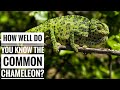 Common chameleon || Description, Characteristics and Facts!