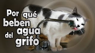 El agua puede matar a tu gato si no bebe correctamente #gatos