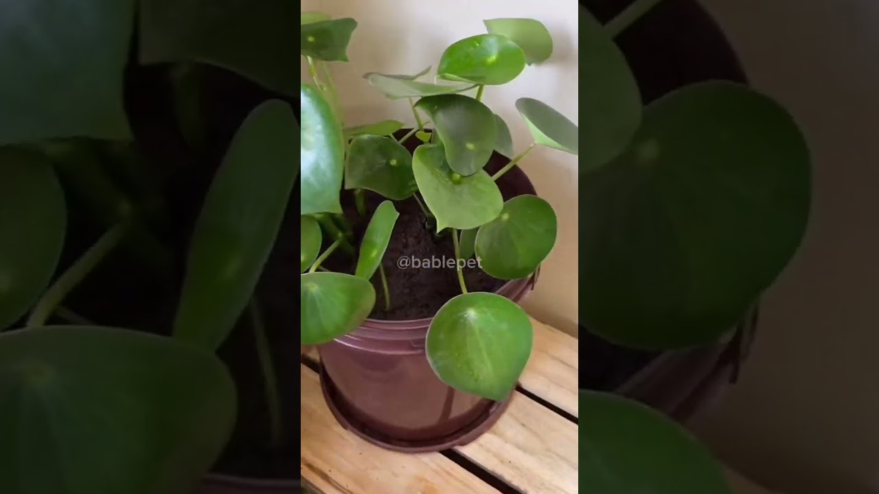 PLANTAS SEGURAS PARA QUEM TEM PET EM CASA!