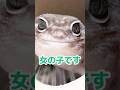 みんなの性別 #ニシアフリカトカゲモドキ #クレステッドゲッコー #グランディスヒルヤモリ
