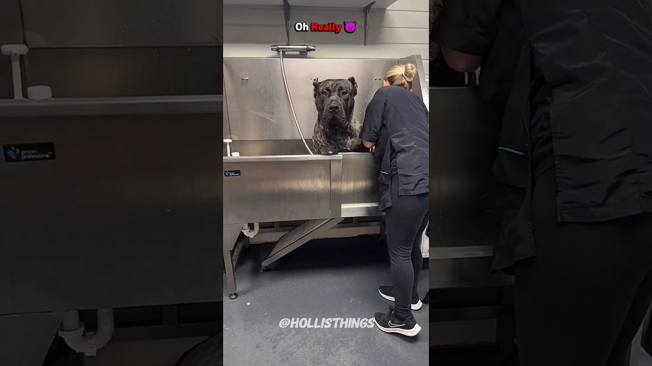 Crazy Owners Choice. ..