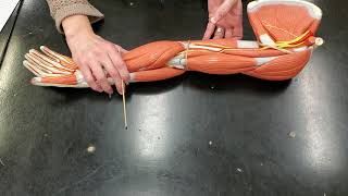 Practice Muscle Lab Exam: Upper Appendage Part 1