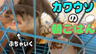 カワウソの朝ごはんで食べ方が・・・【しゃもじ】