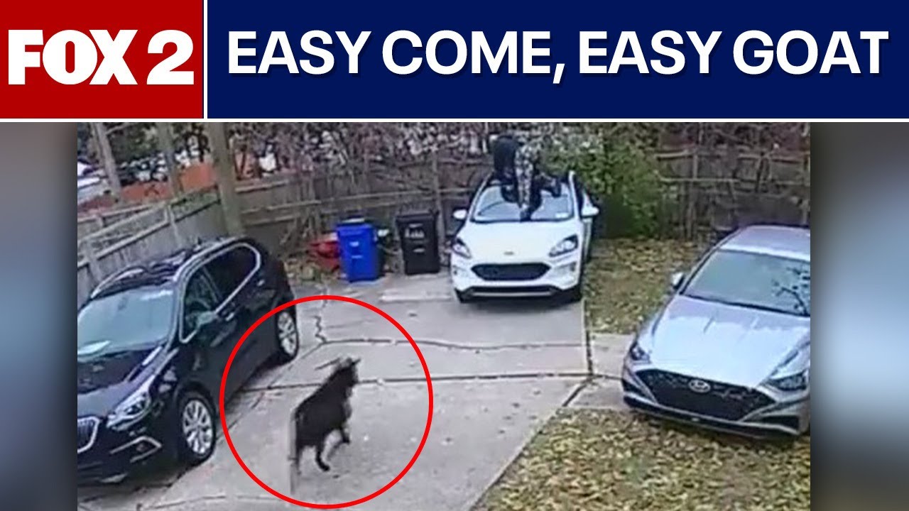 Loose goat caught on camera running amok in Detroit