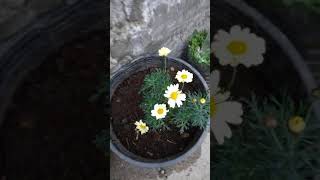 Heyetdeki Ciceklerimin Indiki Halleri