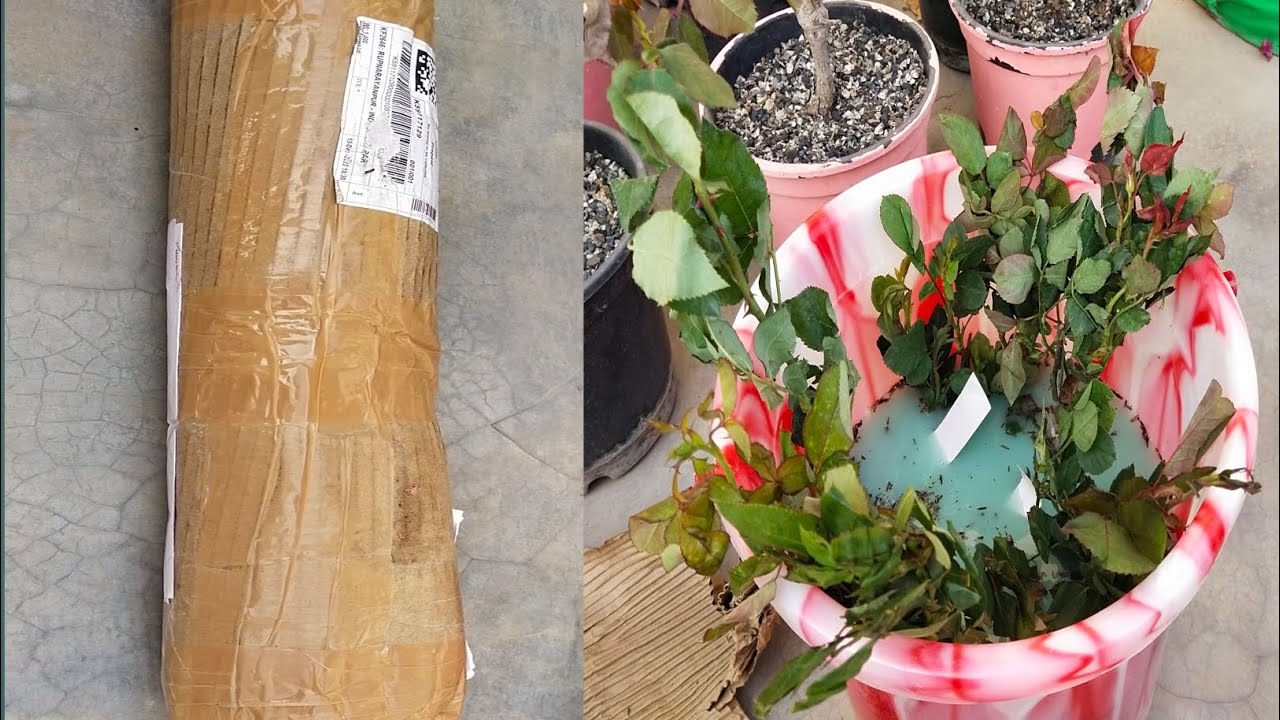 Second Online Rose Plant Shopping...