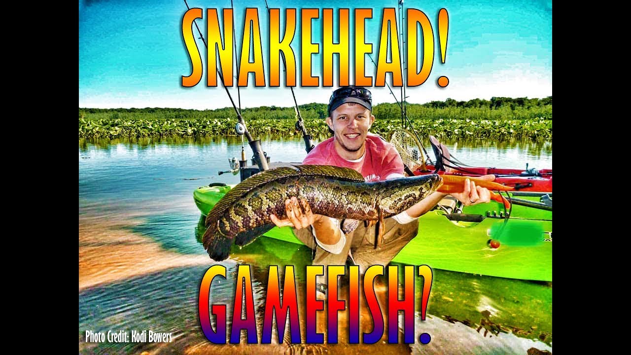 Northern Snakehead Truth Part 6 Harvest and Gamefish Status - YouTube