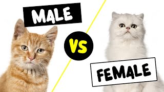 Female vs Male Cat How to Choose the Right Kitten For You Here are the Main Differences.