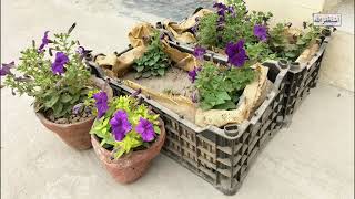 Affordable Gardening Ideas For Home Tshobaal