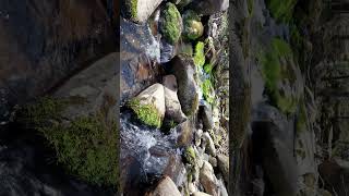 Greenbrier creek in the Smoky Mountains 🏔️ #Shorts