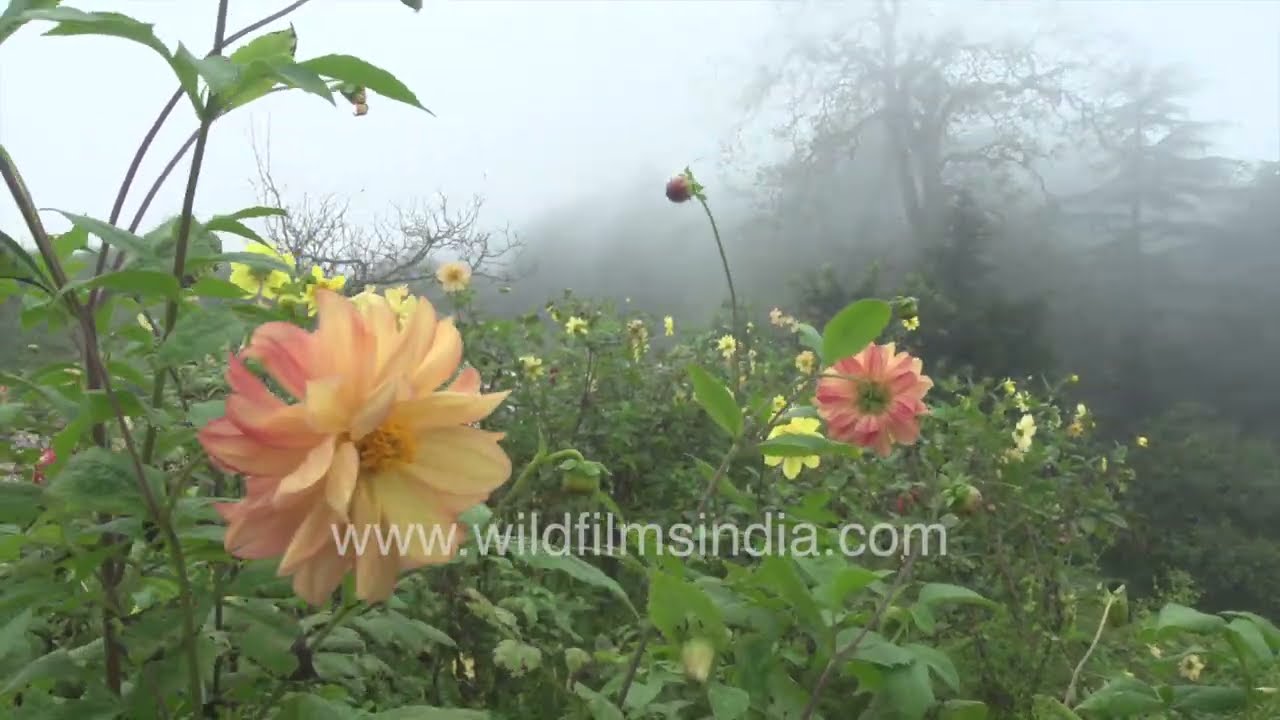 Garden Dahlia: Vibrant Colors, Symmetrical Petals, and a Long Blooming Season