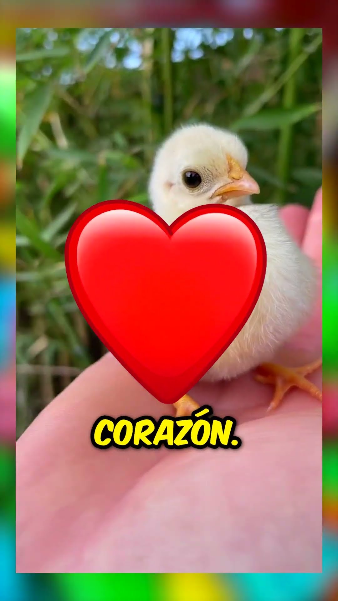 ¡Nunca compres pollitos de colores! ??