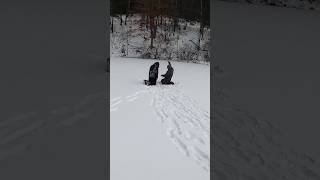 Catching The Biggest Perch Ive Ever Seen Northern Michigan Jumbo Perch