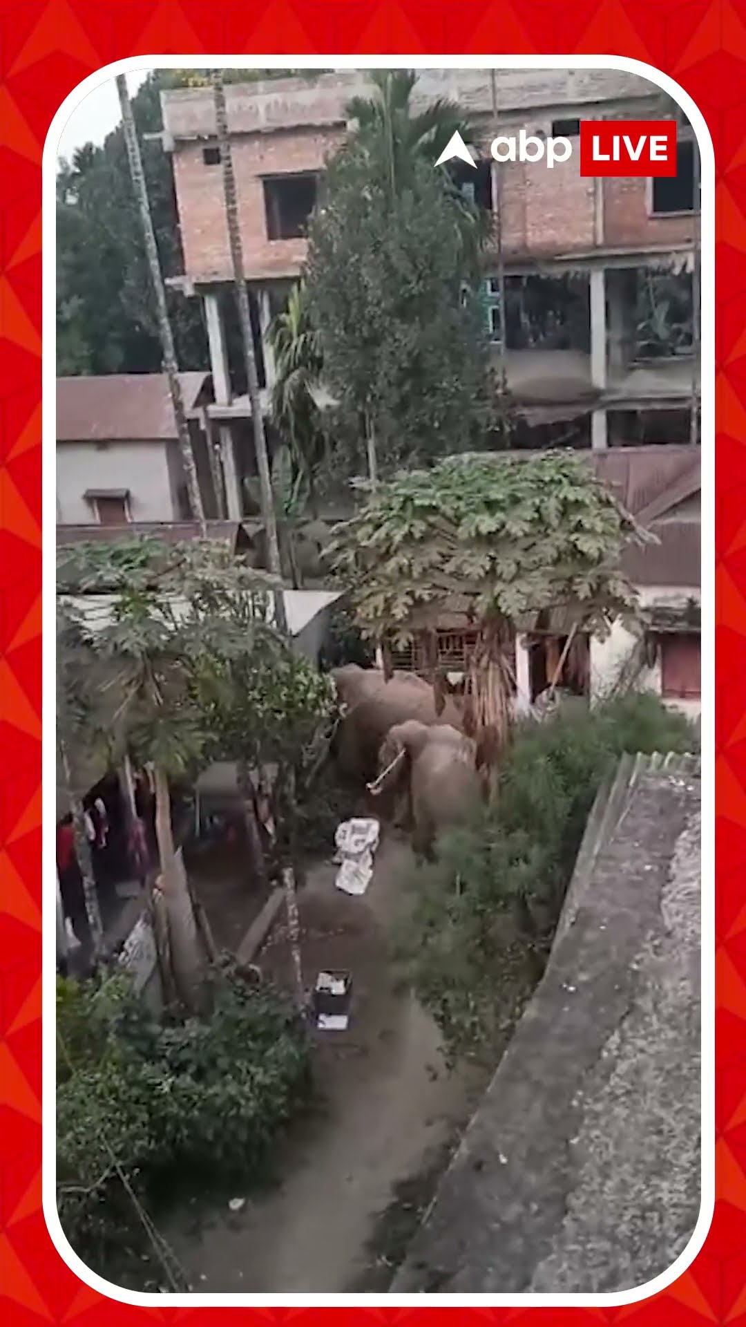 ফালাকাটার রাস্তার ওপরে জোড়া দাঁতাল আতঙ্কে স্থানীয়রা
