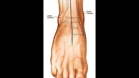 Anterior Approach to the Ankle.