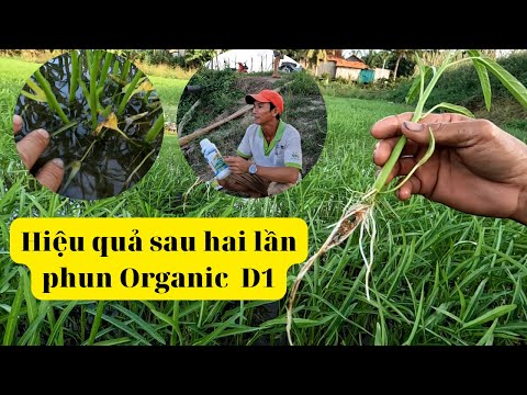 Video Rau muốn lấy hạt sử dụng Organic D1? Giảm phân bón?... - youtube