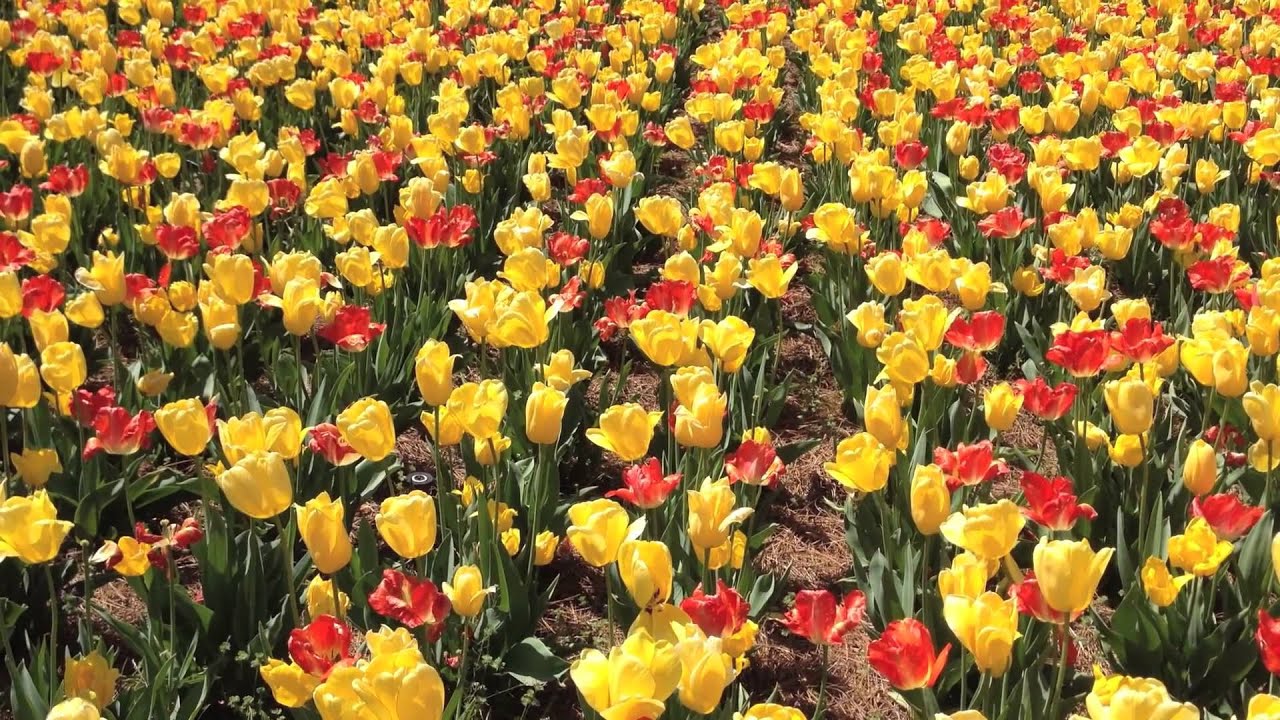 The tulips in North Carolina grow fast! YouTube