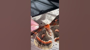 Thumbnail of ever wanted to pet a fuzzy moth? 👀