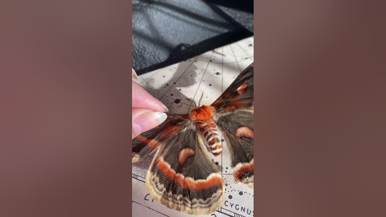 ever wanted to pet a fuzzy moth? 👀