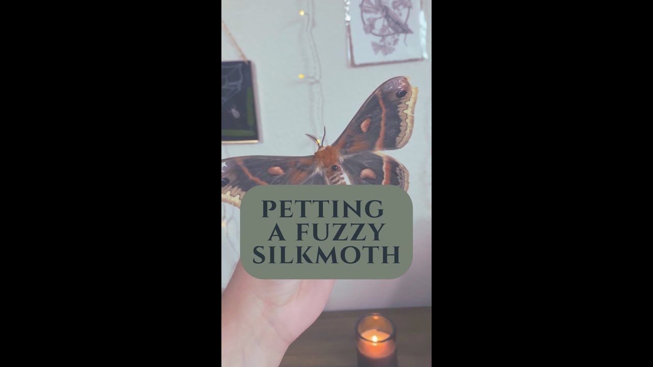 ever wanted to pet a fuzzy moth? 👀