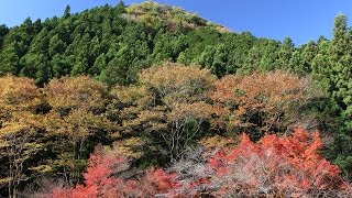 奥多摩だより　養沢の色彩