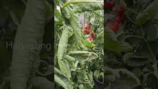 Harvesting the tomato Rubylicious a new cherry variety